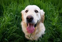 İtalya’da turist köpeklere günlük vergi uygulanacak