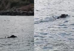 Denizde yüzen yaban domuzu görüntülendi