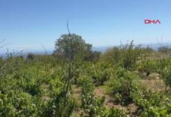 Ürettikleri üzüm suyunu Avrupa ülkelerine satıyorlar