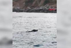Denizde yüzen yaban domuzu görüntülendi