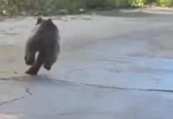 Köye inen ayı kamerada