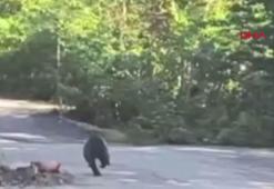Köye inen ayı kamerada
