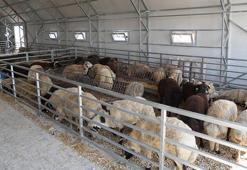 Eskişehir'de büyükşehir hayvan pazarı kapatıldı