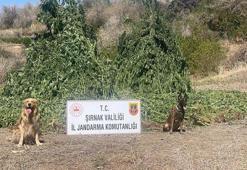 Şırnak’ta 42 bin kök kenevir ele geçirildi: 5 gözaltı