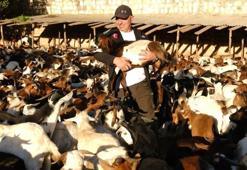 Gönüllü Vesileler Derneği, Afrika'da ailelere 2 binden fazla süt keçisi dağıttı