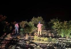 Hatay'da narenciye bahçelerinde hırsızlığa karşı komandolu önlem