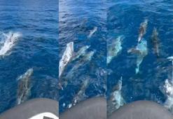 Saros’ta teknenin yanında yüzen yunus sürüsü kamerada