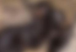 Tokat'ta vahşet; 3 yavru köpek birbirlerine iple bağlanarak boğulmuş halde bulundu