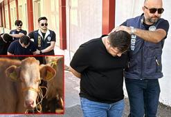 'Sazan sarmalı' yöntemi ile büyükbaş almak isteyen ortakları dolandırdılar