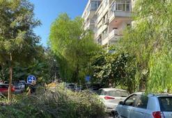 Park halindeki otomobilin üzerine ağaç devrildi