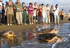 Tedavi edilen caretta carettalar Hatay'da özgürlüğüne kavuştu