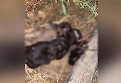 Ölü bulunan 4 köpek yavrusu, saman ipine dolanmış