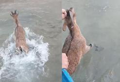 Baraj gölüne düşen dağ keçisini balıkçılar kurtardı; o anlar kamerada