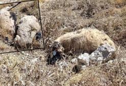 Van'da kurtların saldırdığı sürüde 70'ten fazla koyun öldü