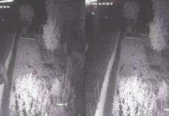 Bahçeye giren bozayı tellere zarar verdi