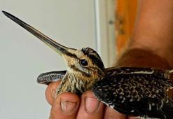 Yaralı su çulluğu tedaviye alındı