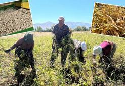 İhraç da edilen Ovacık fasulyesi, kadınların el emeğiyle toplanmaya başladı