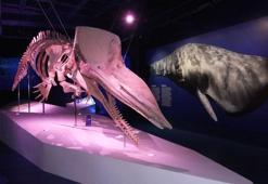 Dev kaşalot, uzun balina ve fok iskeletleri İstanbul Akvaryumu'nda sergileniyor