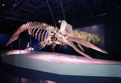 Dev kaşalot, uzun balina ve fok iskeletleri İstanbul Akvaryumu'nda sergileniyor
