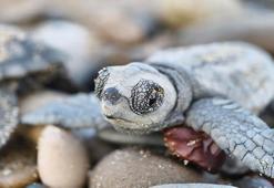 Denize ulaşabilen 232 bin yavru carettadan 500'ü hayatta kalabilecek