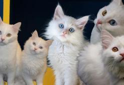Van'da Kedi Villası'nda doğum sezonu tamamlandı