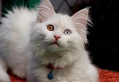 Van'da Kedi Villası'nda doğum sezonu tamamlandı