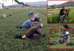 Eskişehir'de yetiştirilen fidanlar, yanan orman alanlarını yeşertecek