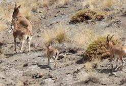 Sürü halinde gezen yaban keçileri dron kamerasında