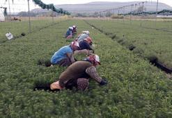 Eskişehir'de yetiştirilen fidanlar, yanan orman alanlarını yeşertecek