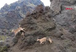 Sürü halinde gezen yaban keçileri dron kamerasında