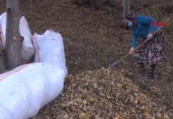 Karadeniz'in nemindeki sinsi tehlike; 'çiftçi akciğeri' kronikleşebilir