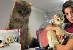 Takıntı hastası kedi ‘Artas’a, antidepresanlı tedavi