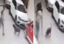 Sokak köpeğine kemerle vuran şüpheli gözaltında