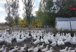 Islık sesiyle yüzlerce kanatlı hayvanı etrafına topluyor