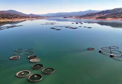 Almus Barajı’nda yetiştirilen alabalık ve somon balığı 5 ülkeye ihraç ediliyor