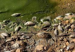 Botan Çayı’nda toplu balık ölümleri