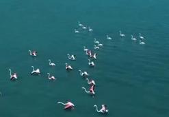 Van'da jandarma flamingo nöbetinde