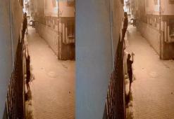 Korkuluklardan tırmanıp, penceredeki kediyi çaldılar