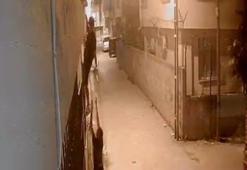 Korkuluklardan tırmanıp, penceredeki kediyi çaldılar