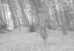Ormanda gezen 2 kurt fotokapana yansıdı