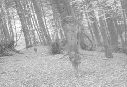Ormanda gezen 2 kurt fotokapana yansıdı
