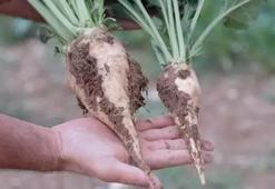 Şeker pancarı alım fiyatı 3 bin 100 TL olarak güncellendi