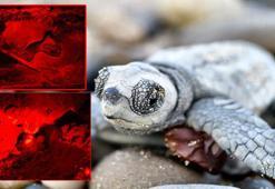 Yavru carettaları kurtaracak 'kırmızı ışık' projesi 4 otelde başladı