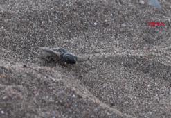 Yavru carettaları kurtaracak 'kırmızı ışık' projesi 4 otelde başladı