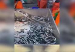 Hamsiye yurt içi ve yurt dışından gelen yoğun talebe yetişilemiyor