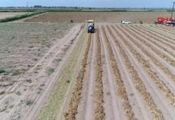 Adana'da hasadı devam eden yer fıstığının kilo fiyatı 50 TL'ye düştü