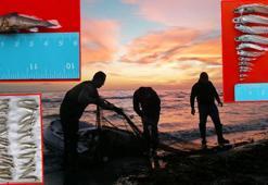 'Müsilajın balıkların üreme sistemine doğrudan etkisi yok'