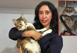 Tunus dönüşü uçakta kaybolan kedi için suç duyurusu