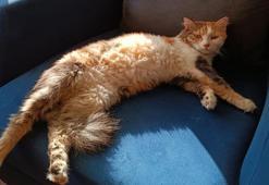 'Evcil hayvanlarımız karne hediyesi değildir'