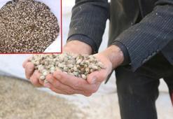 Yüksekova'dan Irak'a 'kenger çekirdeği' ihraç ediyor